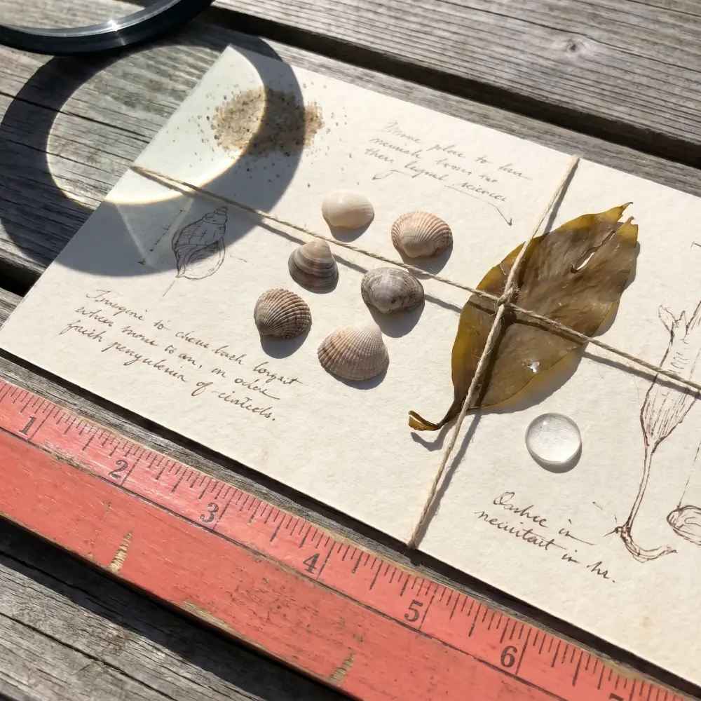 Specimen-card style coastal still life with shells, kelp blade, water droplet, and magnifier shadow